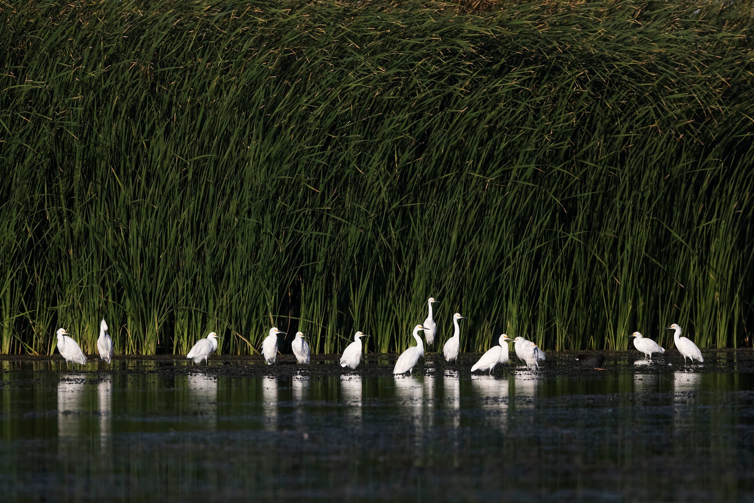 Snowy Egrets wade in wetland